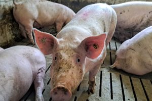 Duitse varkensstapel krimpt verder naar 21 miljoen dieren