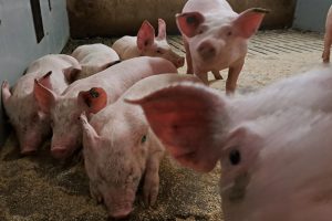Voerrestanten in de leiding waarschijnlijk oorzaak van voeropnamedaling en ongewenst gedrag