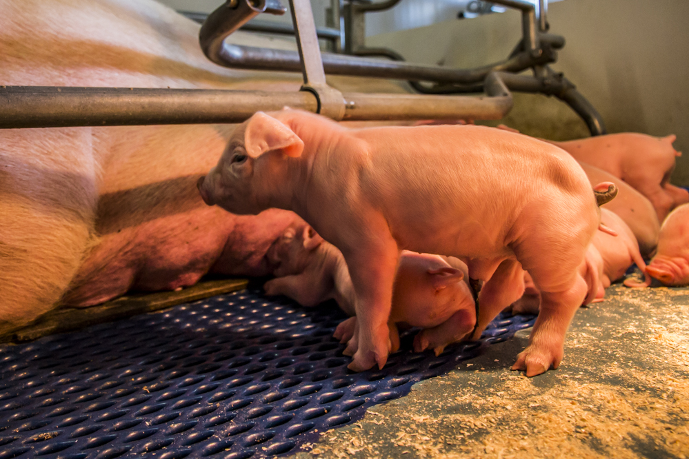 Aangeboren schedelafwijkingen bij biggen: kijk naar genetica én voeding