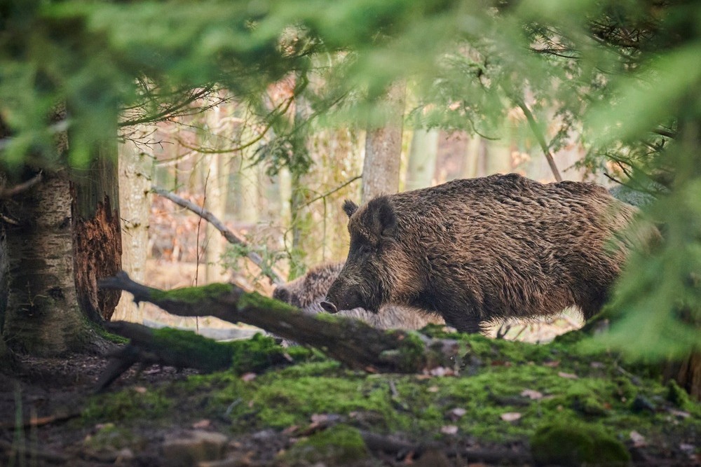 wild zwijn afrikaanse varkenspest