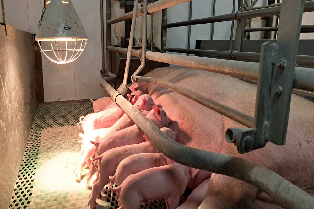 Voorlopig geen uitbreiding Deense gangbare varkenshouderij