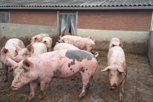 Aantal biologische varkenshouders in Vlaanderen stijgt, biovarkensstapel groeit verder