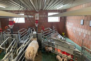 WEDA wint Animal Welfare Award 2026 met slimme kraamopfokbox