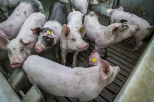 Vleesvarkensprijzen stabiliseren in week 39, biggenprijzen opnieuw fors omlaag