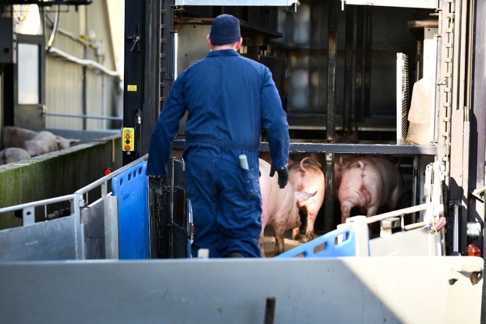 Gratis griepprik beschikbaar voor varkenshouders en werkenden in varkenshouderij