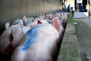 Biggen- en varkensprijzen fors omlaag in week 38