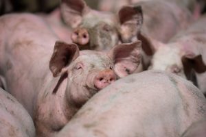 Europese varkensmarkt volgt Deense ontwikkelingen met argusogen