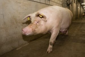 "Zeugen lopen op hoge hakken" 