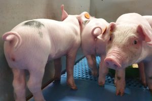 POV: ‘rechtszaken helpen sector niet vooruit’