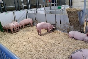“Grootste uitdaging Convenant Dierwaardige Veehouderij zit in vergunningen, markt en uitvoerbaarheid”