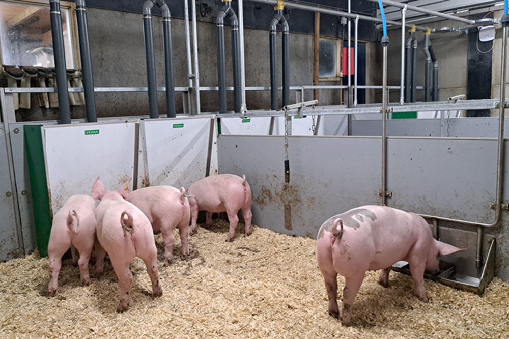 RIVM: ammoniakuitstoot uit varkensstallen sinds 2005 met 64 procent gedaald