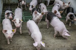 Varkensprijs Nederland blijft laag, Vlaamse biggenprijs daalt verder