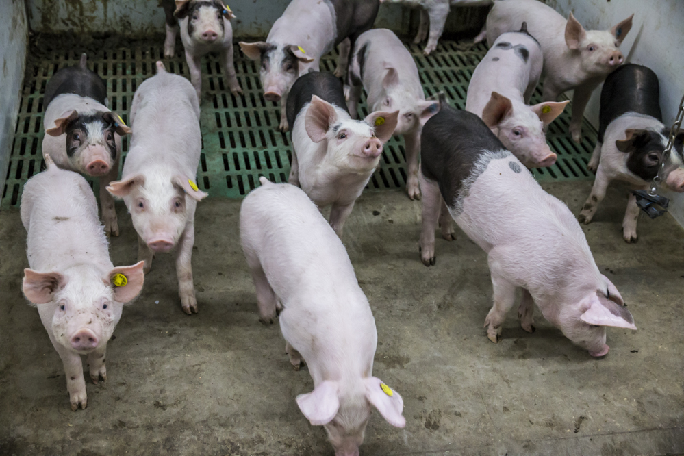 Varkensprijs Nederland blijft laag, Vlaamse biggenprijs daalt verder