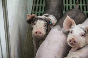 Ecologisch voordeel van superdosis fytase