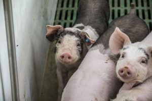Rechter geeft ruimte aan doelsturing, vergunningen toch van tafel